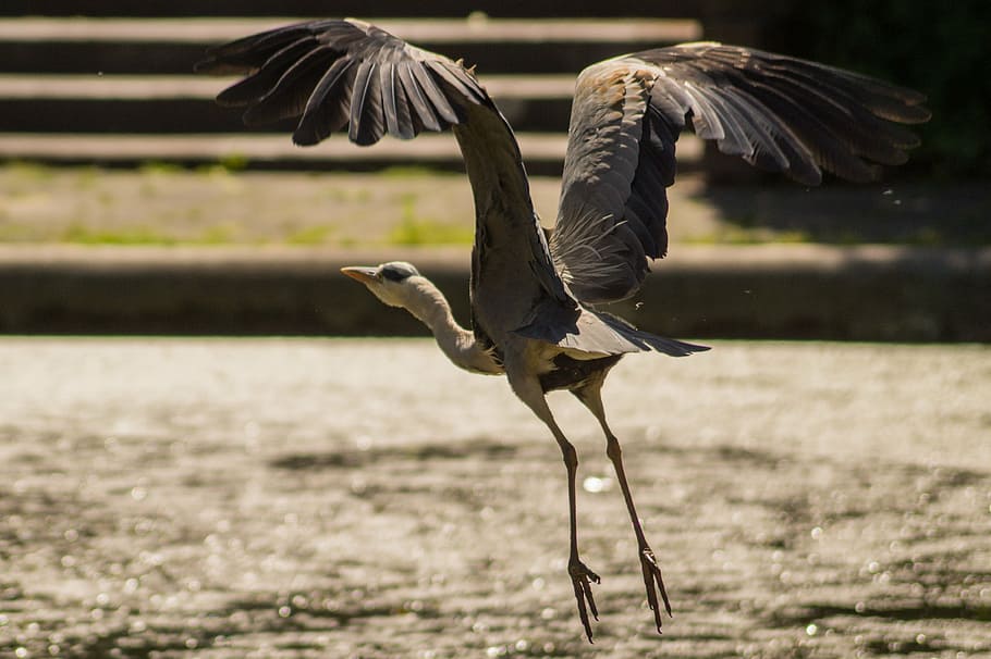 bird, flying, heron, start, animal themes, animals in the wild HD wallpaper
