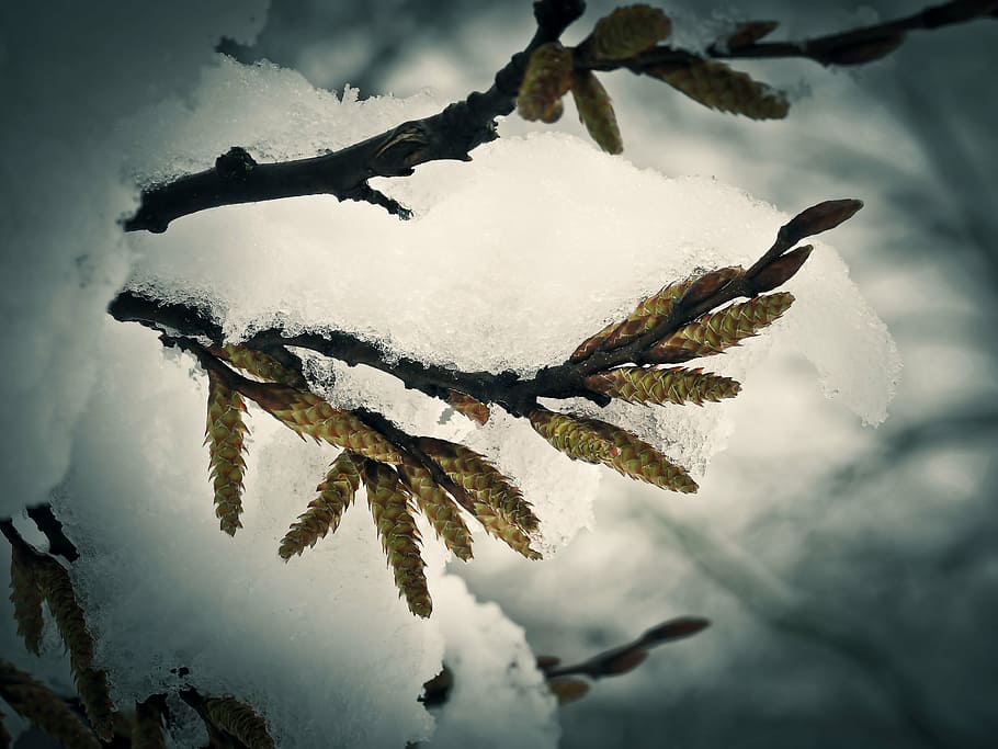 snow, flower, winter, blossom, bloom, nature, frost, first snow HD wallpaper