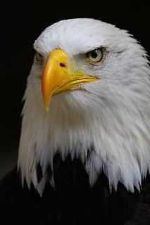 bald eagle, bird, nature, wild, raptor, wildlife, flight, symbol HD wallpaper