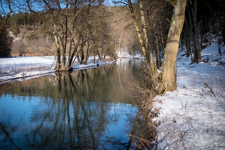tree, nature, landscape, waters, wood, winter, cold, snow, river HD wallpaper
