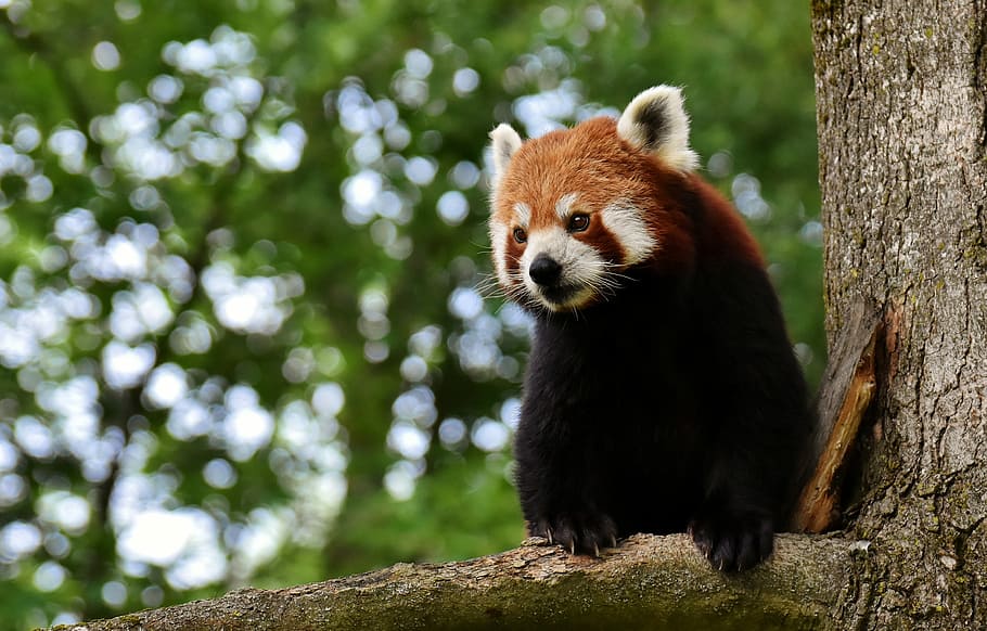 red panda on tree, bear cat, fire fox, ailurus fulgens, predator, HD wallpaper