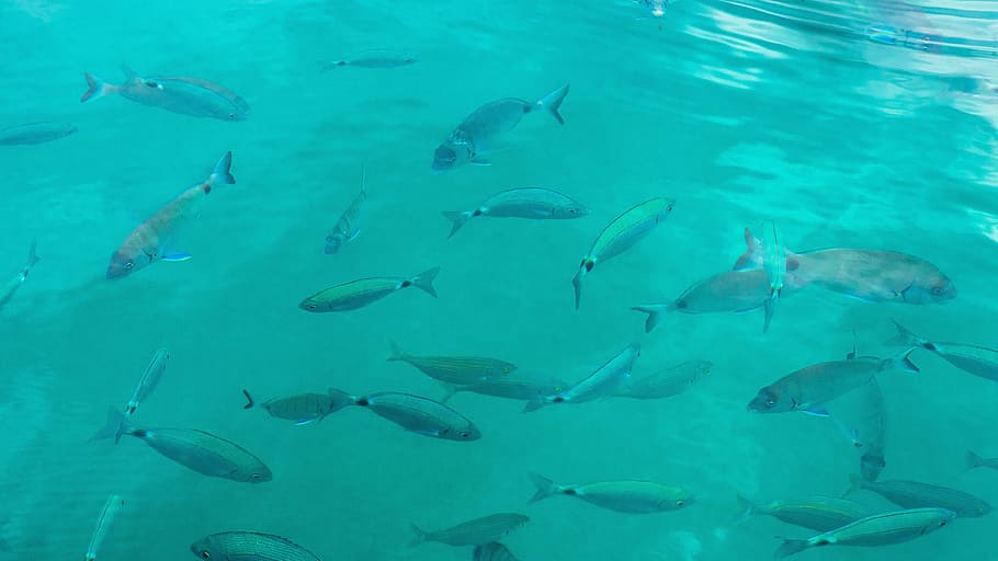 school of gray fish during daytime, spain, beach, sea, ocean HD wallpaper