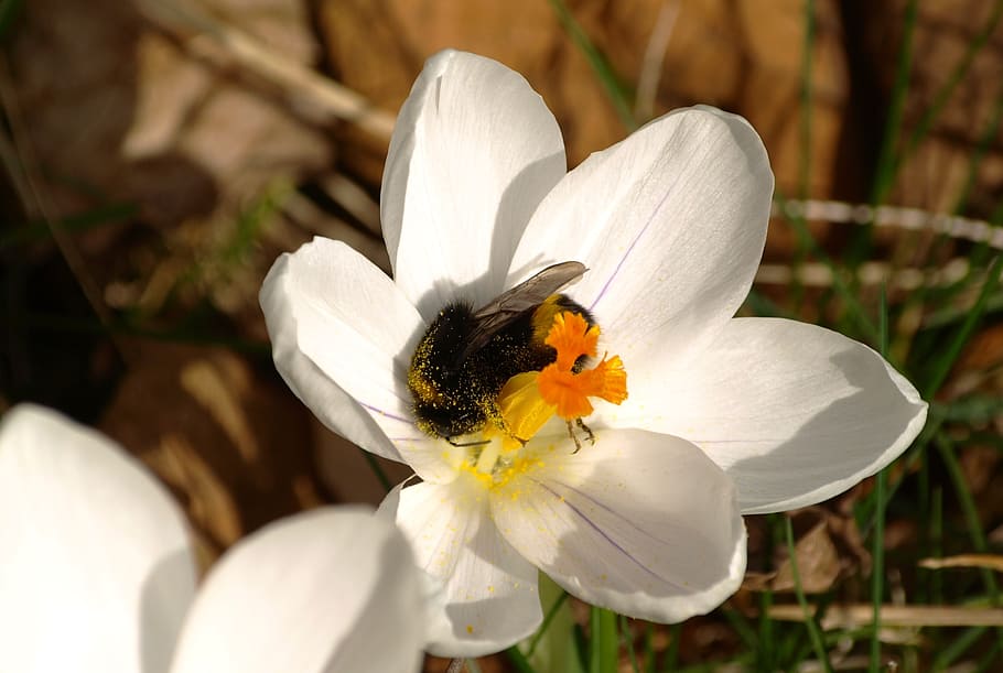 hummel, crocus, white, spring, flower, white blossom, close HD wallpaper