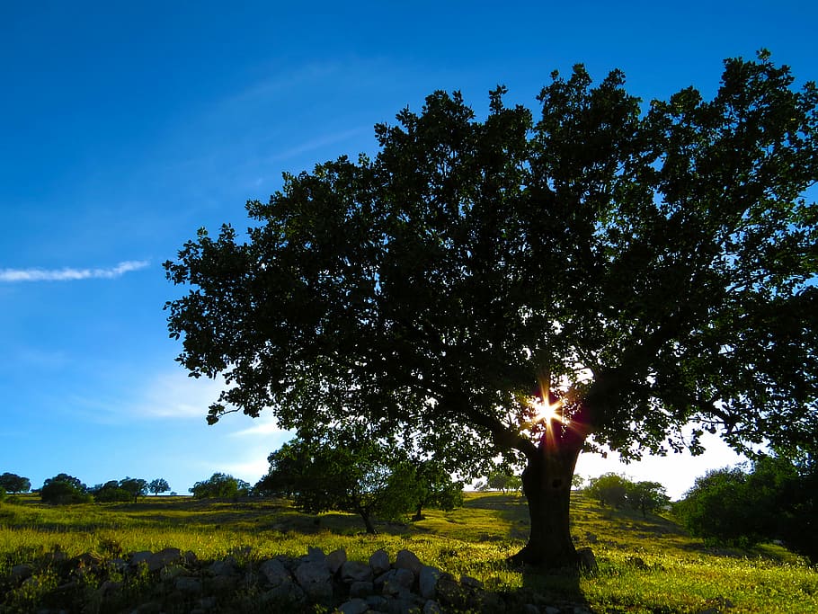 landscape photography of grass lawn with tree, silhouette of tree on field HD wallpaper