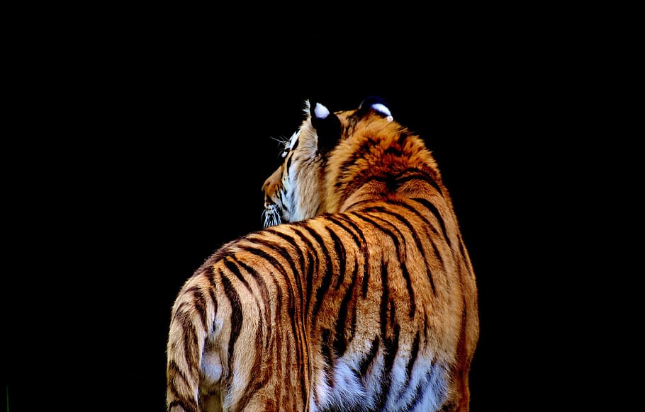 brown tiger with black background, predator, fur, beautiful HD wallpaper