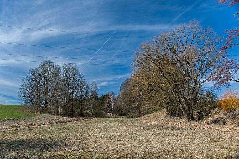 tree, trees, landscape, nature, brown, clouds, heaven, blue HD wallpaper