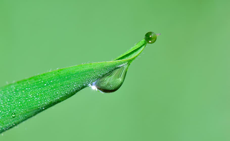 nature, drop, plants, water, wet, green, leaves, rain, raining HD wallpaper