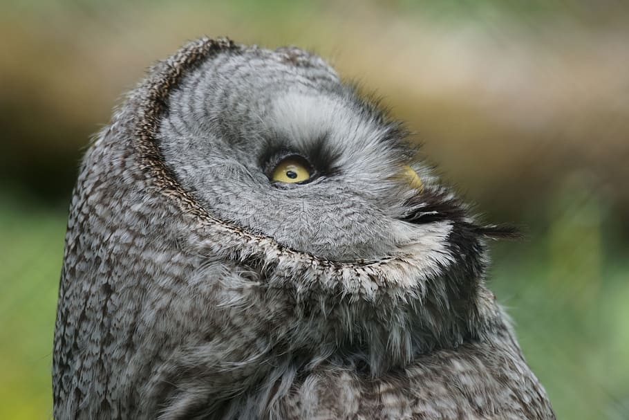 owl, fascinating, way, animal themes, one animal, bird of prey HD wallpaper