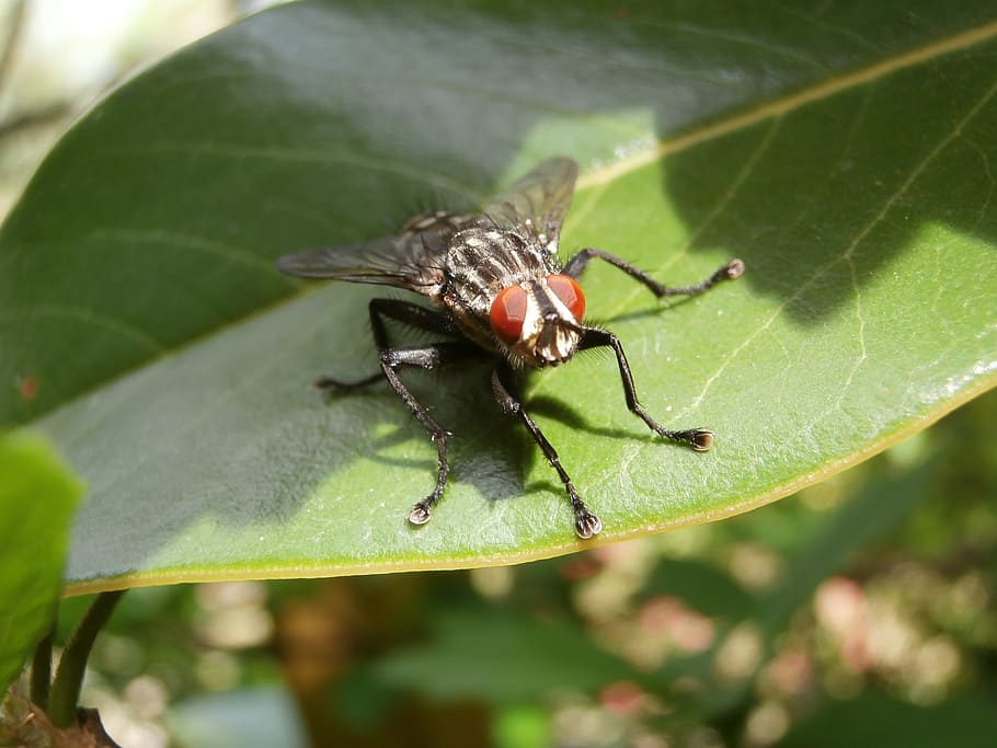 fly, insect, macro, plant part, leaf, invertebrate, animal HD wallpaper