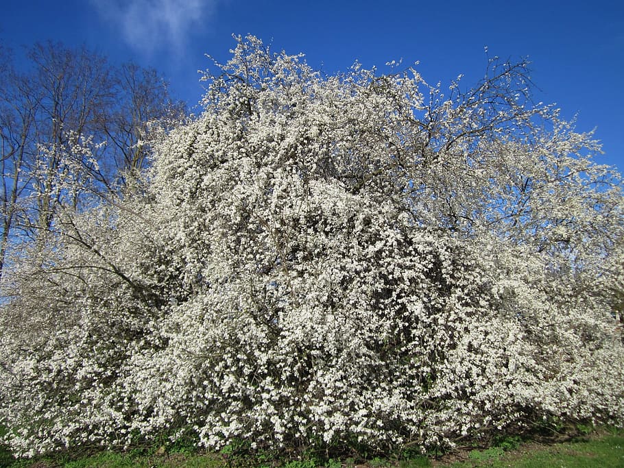 germany, tree, trees, sky, clouds, nature, outside, spring HD wallpaper