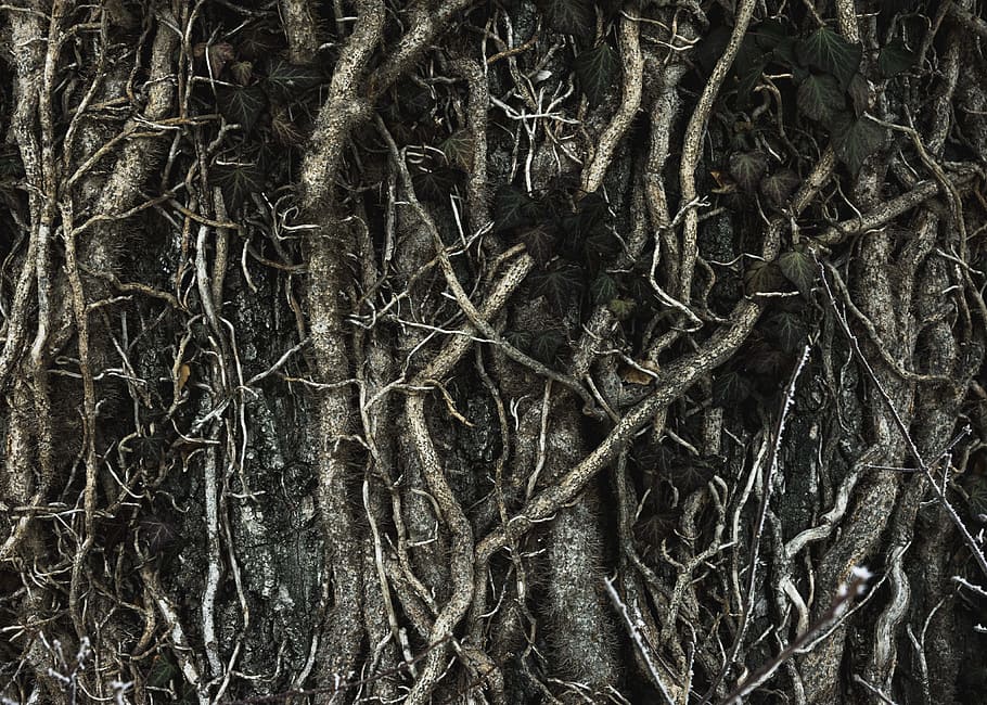 brown tree roots, gray scale photo of roots, soil, texture, branch HD wallpaper