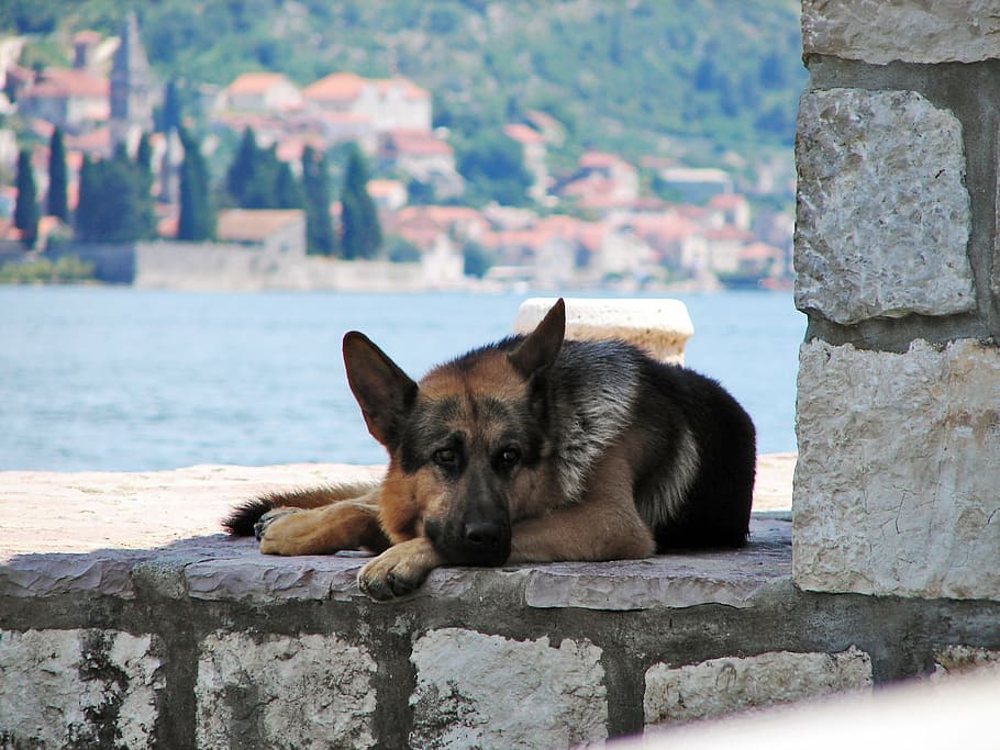 tan and black German shepherd lying on stone, dogs, animals HD wallpaper