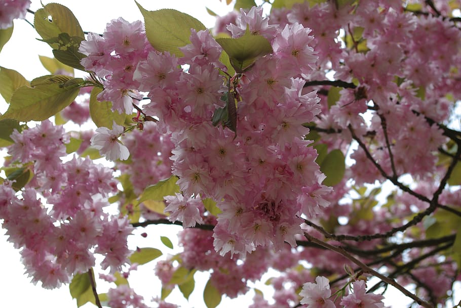 flower, cherry, branch, tree, flowering plant, fragility, freshness HD wallpaper