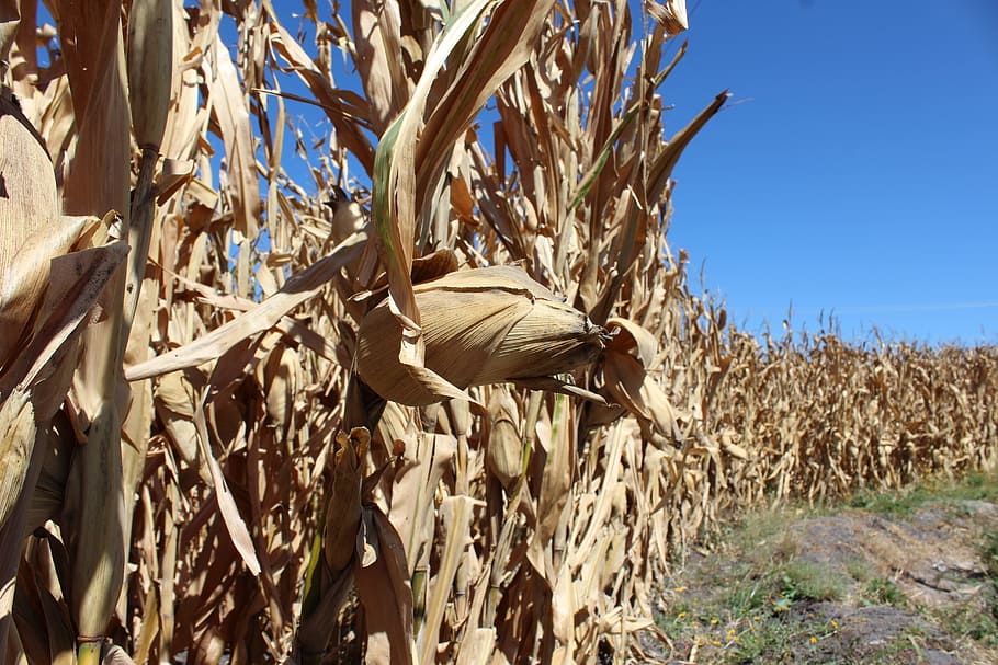corn, cultivation, earth, harvest, cereals, grain, cornfield HD wallpaper
