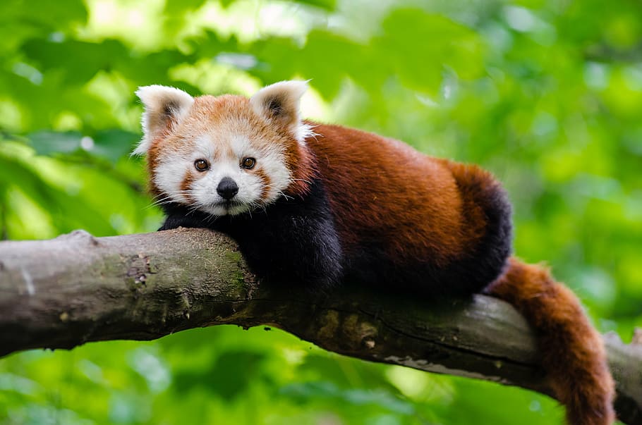 Hd Wallpaper Photo Of Brown And Beige Red Panda On Tree Animal Branch Cute Flare - Red Panda Images Hd Wallpapers