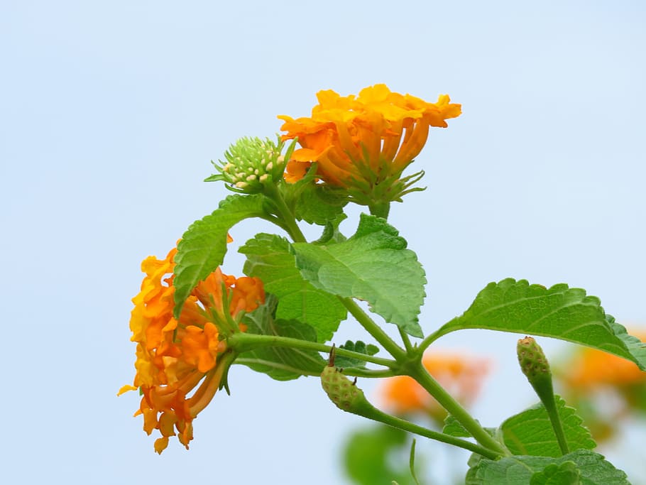 Flower, Yellow, Garden, Leaf, Bloom, spring, orange, bright HD wallpaper