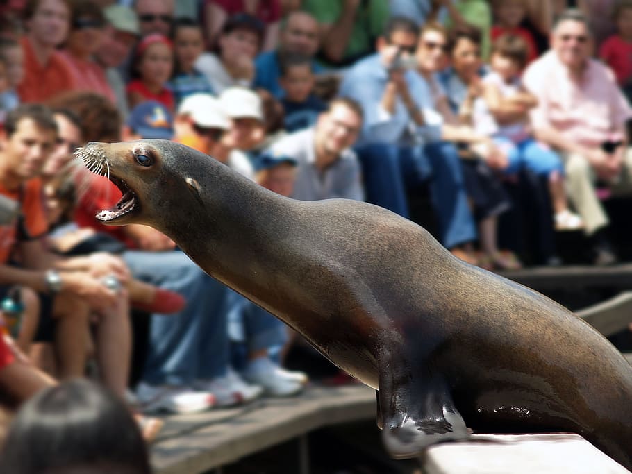 Seal, Training, Santander, cabárceno, performance, crowd, arts culture and entertainment HD wallpaper