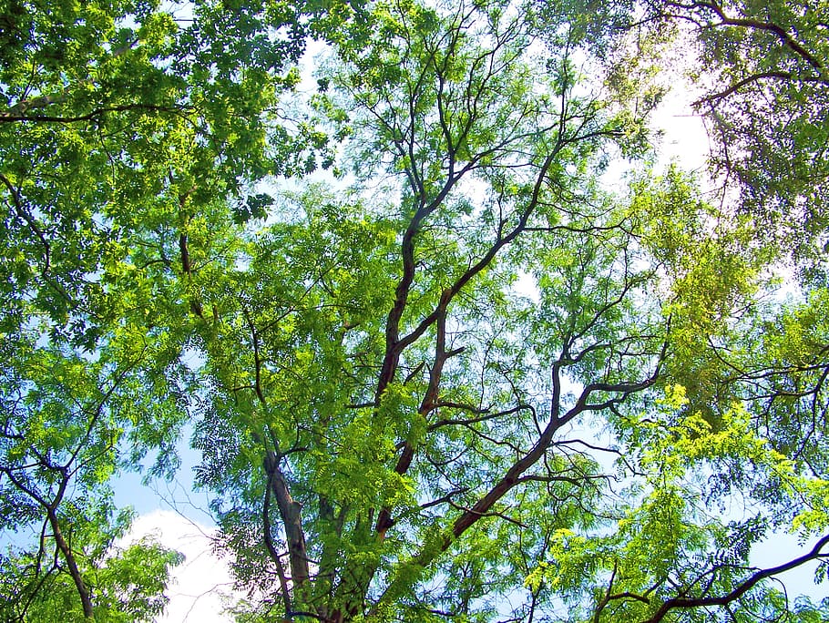 trees, branches, summer, clear, blue, sky, green, leaves, leafy HD wallpaper