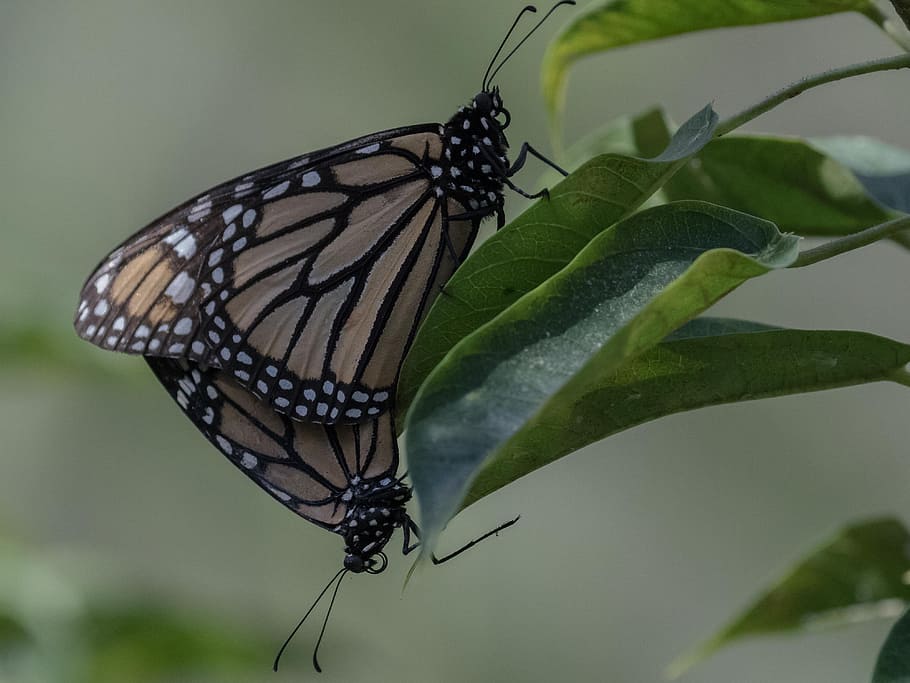 butterfly, insect, wing, nature, wildlife, cuba, havana, invertebrate, HD wallpaper