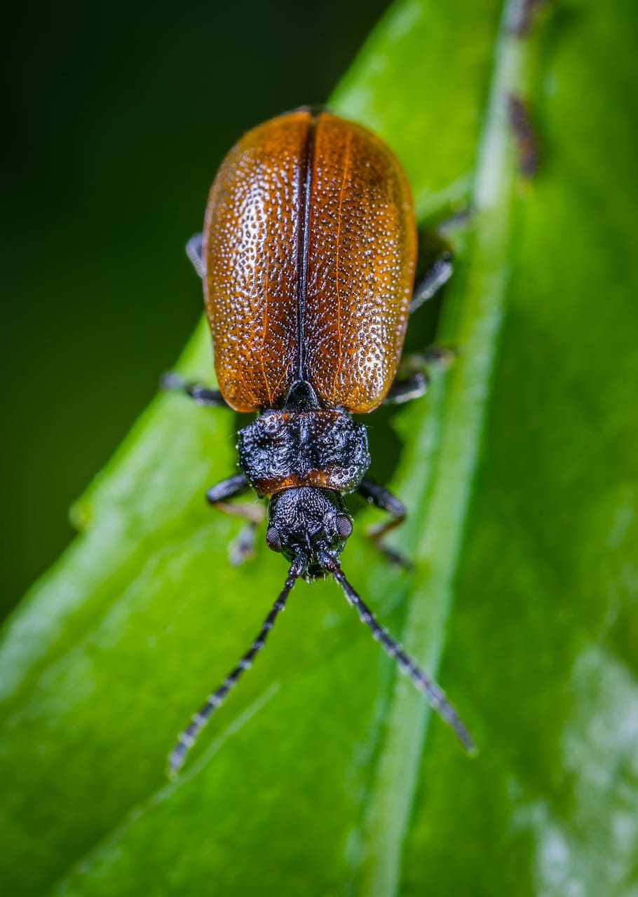 insect, macro, beetle, sheet, animal wildlife, one animal, close-up HD wallpaper