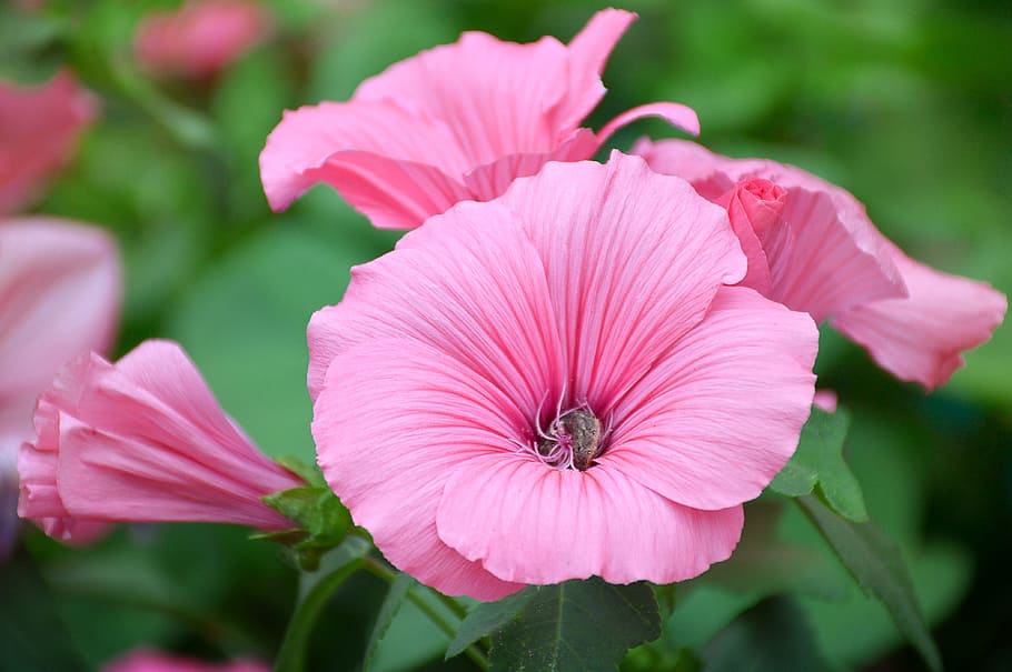 lavatera, flower, pink, krupnyj plan, summer, flowering plant