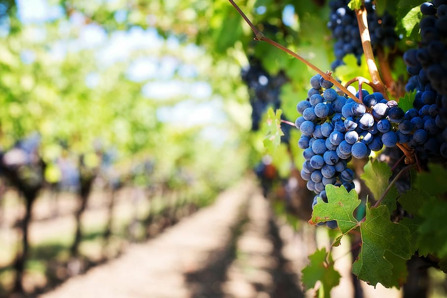 photo of blueberries during daytime, purple grapes, vineyard, HD wallpaper