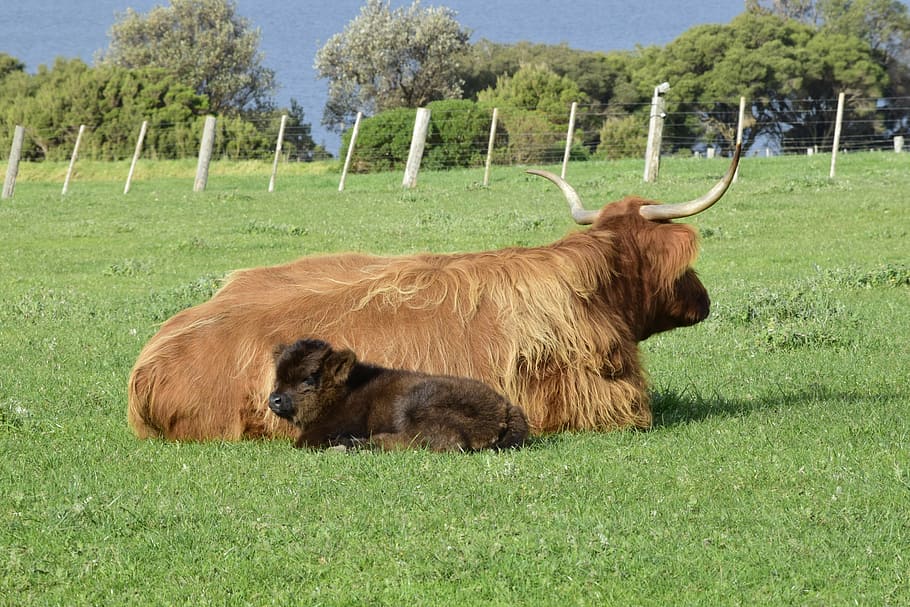 cows, lying, grass, calf, mother, horns, farm, agriculture HD wallpaper
