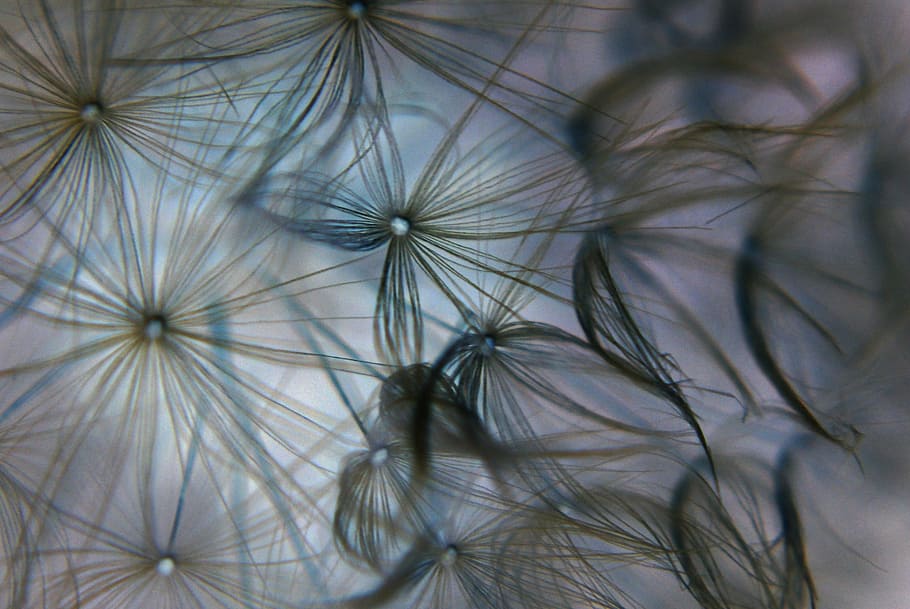 dandelion, light, flowers, nature, close-up, macro, plant, no people HD wallpaper