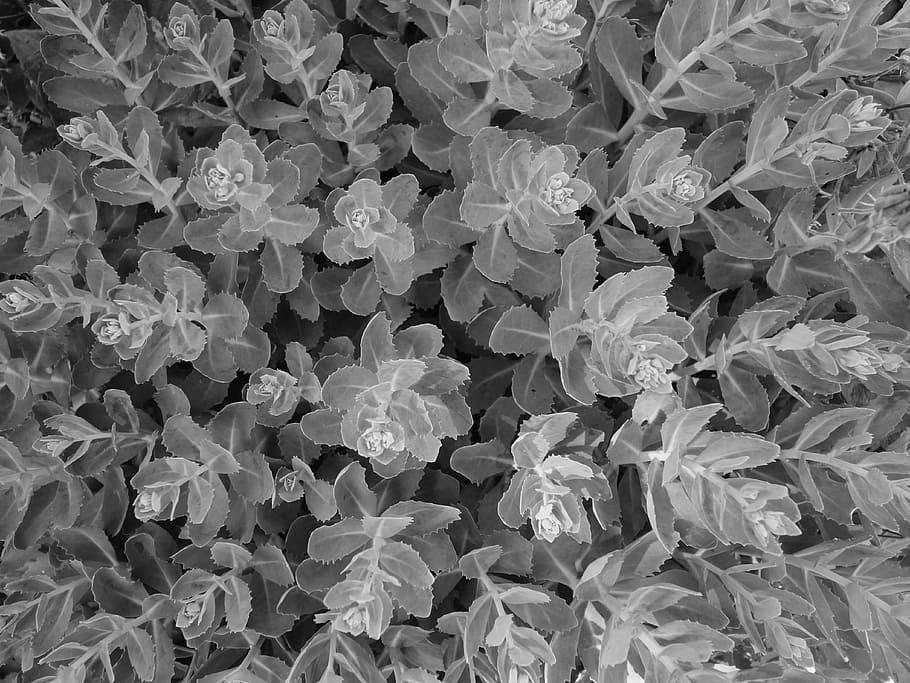 Leaves, Plant, Pattern, Abstract, black and white, backgrounds HD wallpaper