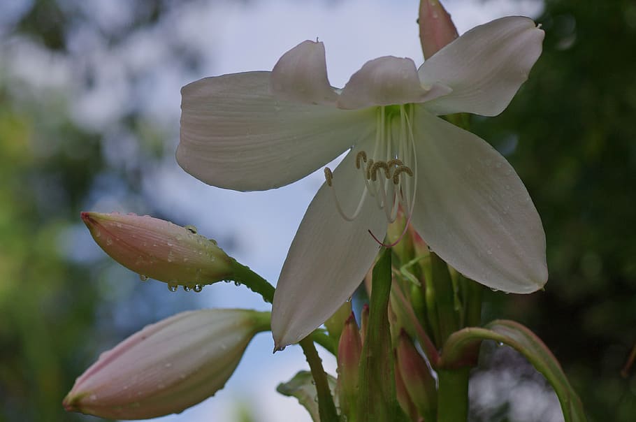blossom, bloom, lily, white, plant, macro, flower, nature, close HD wallpaper