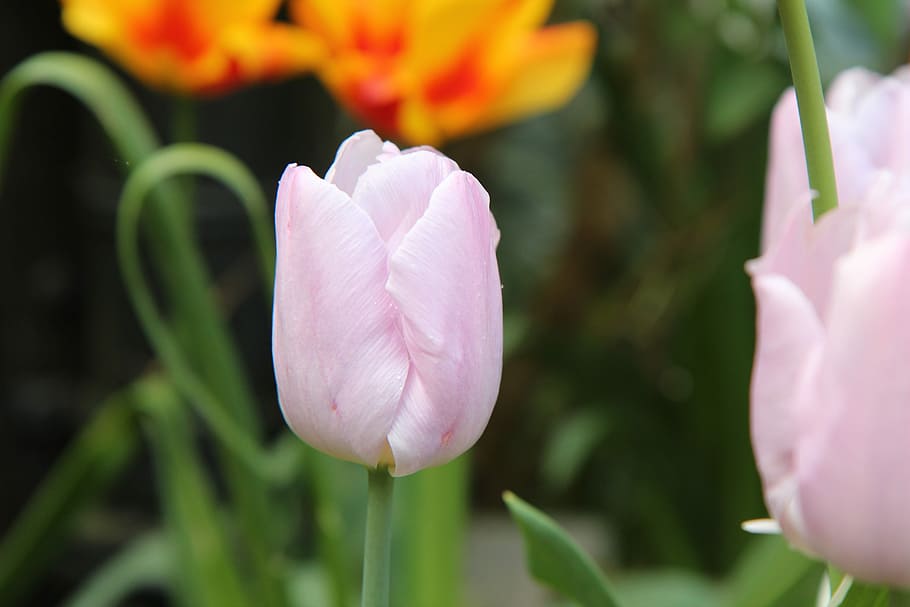 tulip, tulip spring, flower, flowering plant, vulnerability HD wallpaper