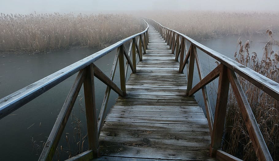 photo of boardwalk along body of water, fog, forest, catwalk HD wallpaper