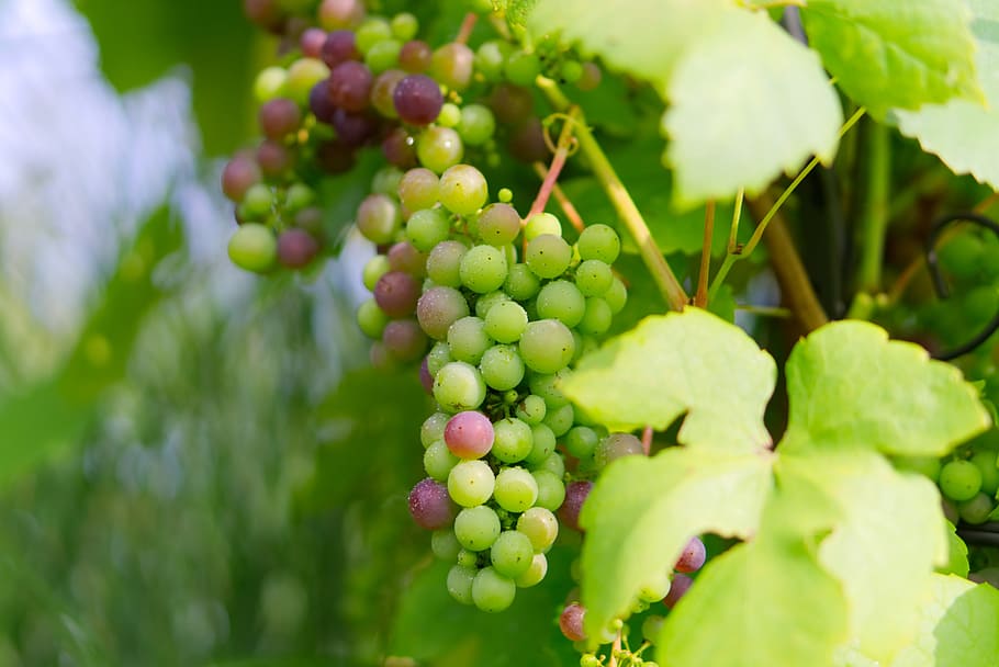 white grapes, green grapes, healthy, fruit, winegrowing, vine, HD wallpaper