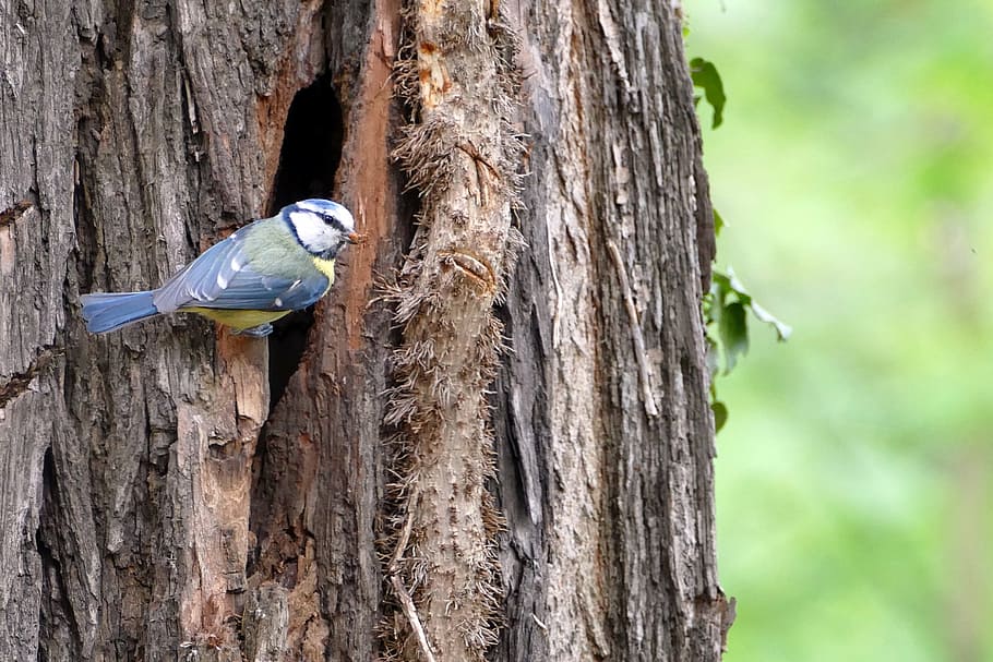 bird in tree under sunset, blue tit, nest, hatching, forest HD wallpaper