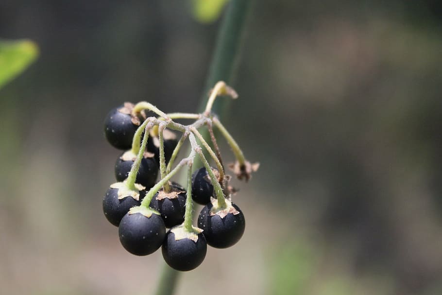 berries, black, nigrum, poisonous, solanum, wild, fruit, plants, HD wallpaper