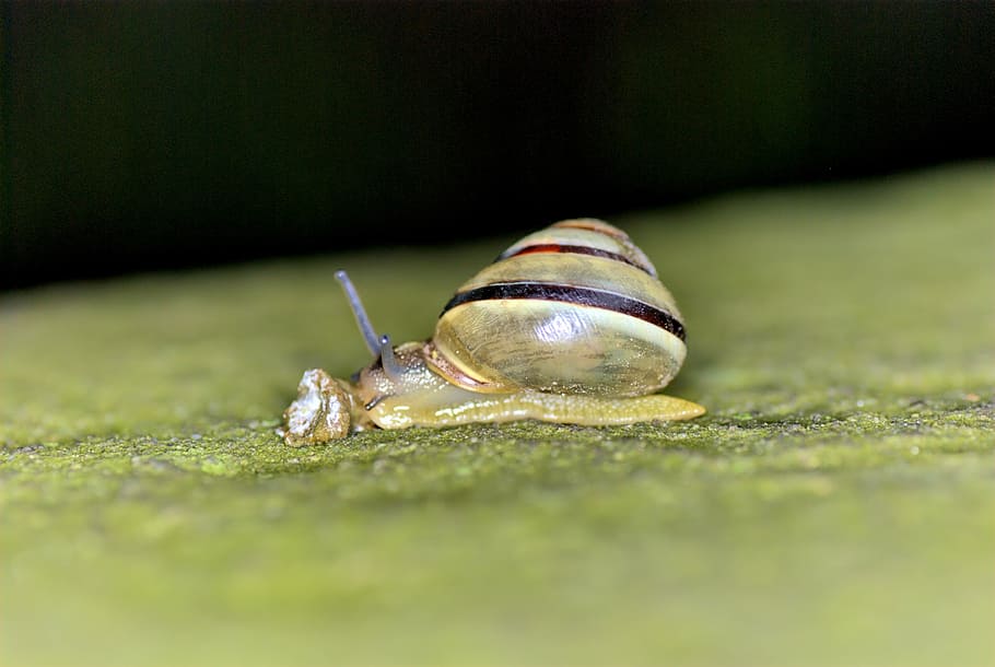 snail, leaf, nature, crawl, green, seashell, one animal, animal themes HD wallpaper