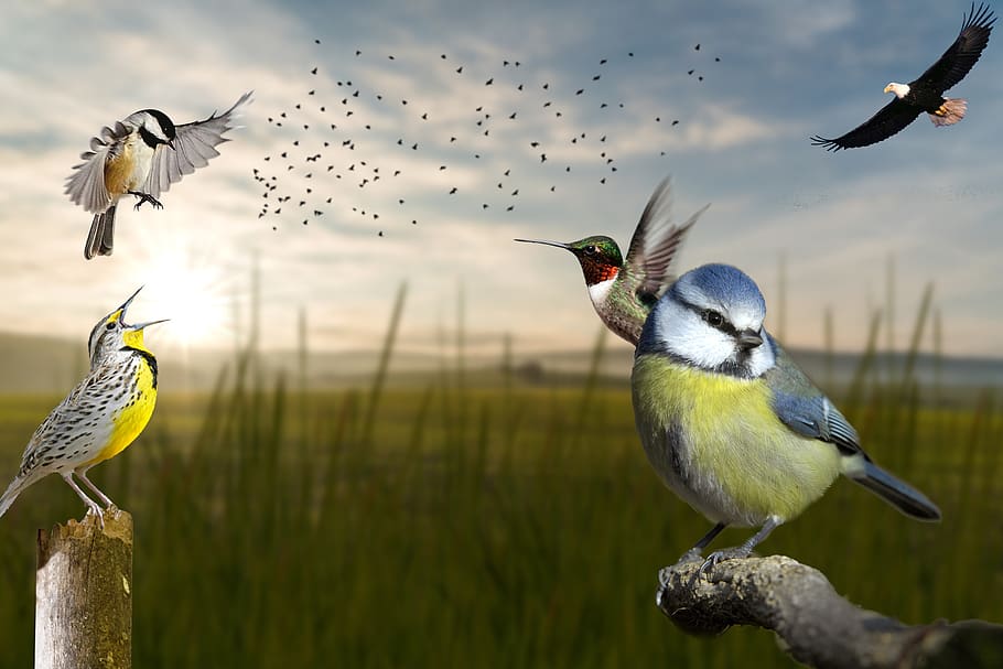 birds, eagle, bald eagle, chickadee, meadowlark, animal, nature HD wallpaper