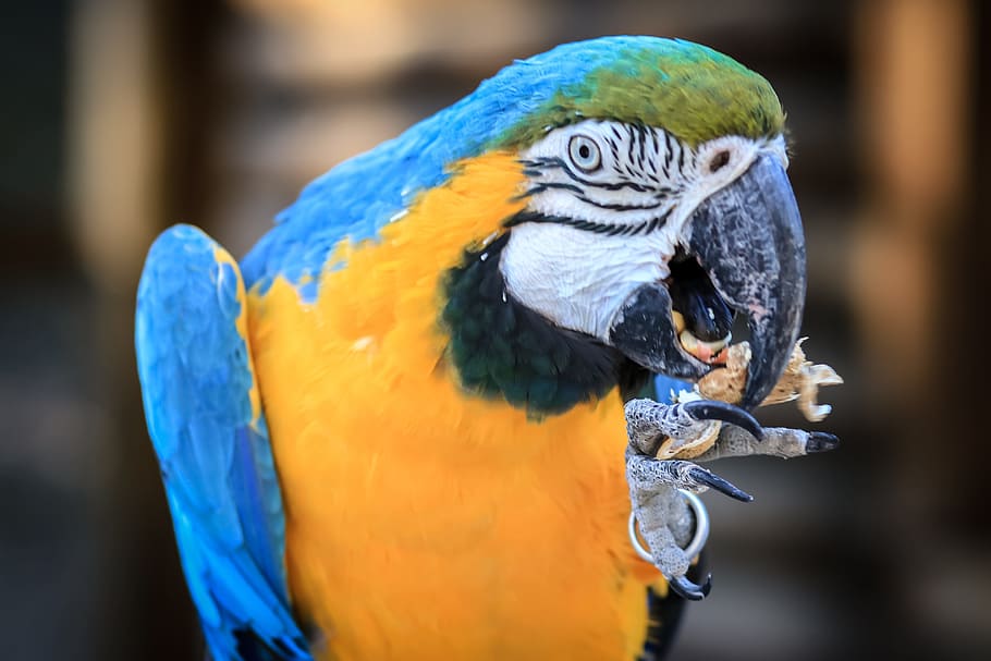 macaw, ave, bird, parrot, animal, tropical bird, exotic bird HD wallpaper