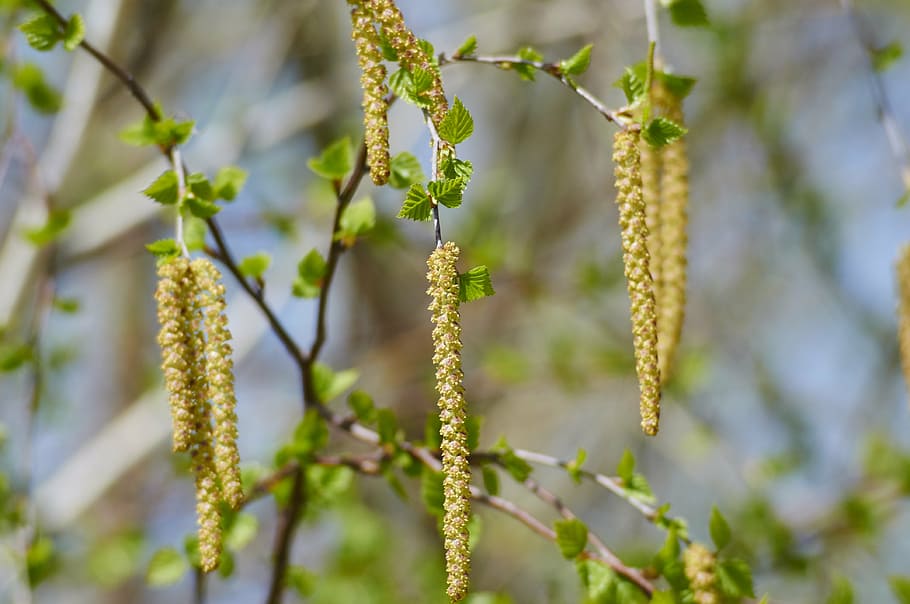 birch, spring, nature, tree, shackle, plant, growth, beauty in nature HD wallpaper