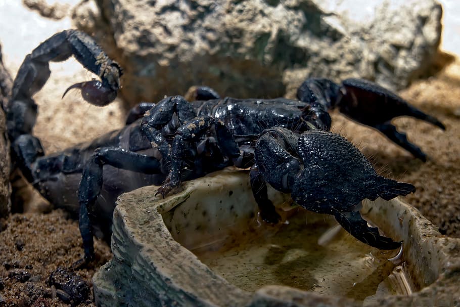 black scorpion close-up photography, toxic, animal, arachnid