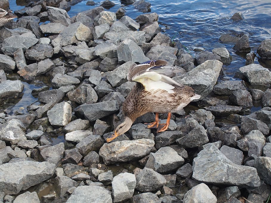 Duck, Water, Stones, bird, nature, animal, sea, wildlife, outdoors HD wallpaper