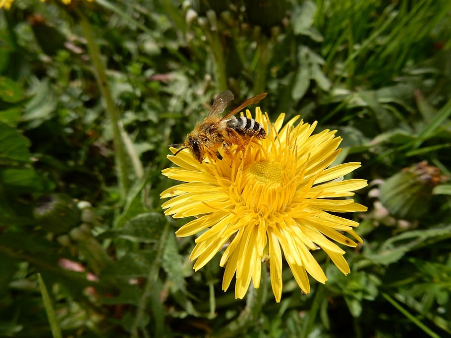 bee, flower, dandelion, insect, sprinkle, nature, macro, pollination HD wallpaper