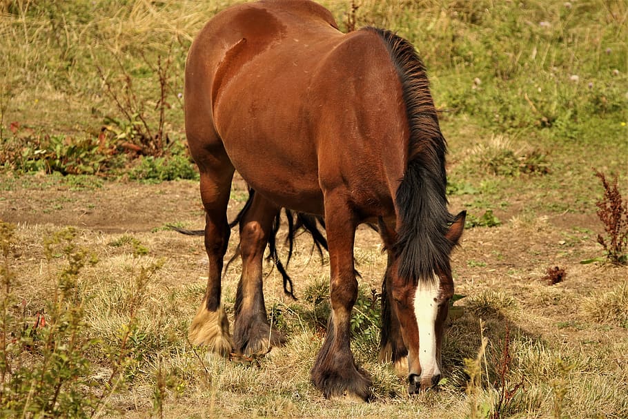 horses, animals, mane, mammal, animal themes, field, animal wildlife HD wallpaper
