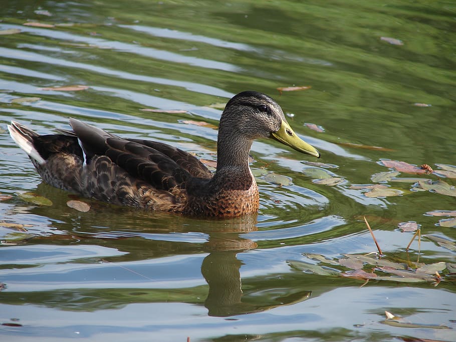 mallard, lake, bird, duck, nature, mallard Duck, animal, pond HD wallpaper