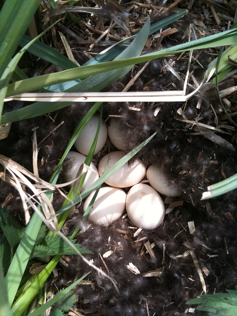 spring, may, eendennest, eggs, waterfront, nature, plant, high angle view HD wallpaper