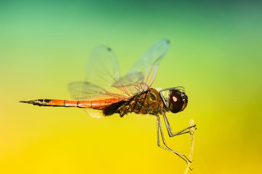 Large magnified photos of dragonfly macro, bug, dragonly, flying HD wallpaper