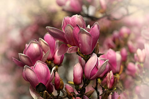 focus photography of pink cluster flowers, tree, nature, close HD wallpaper