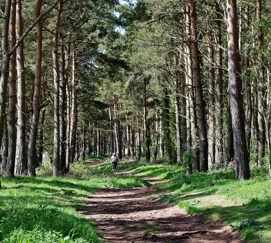 trees, wood, nature, forest, natural, green, leaf, outdoor HD wallpaper