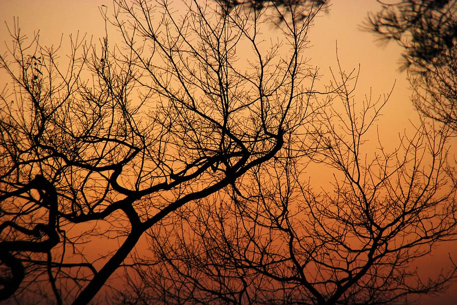 tree, winter, branch, nature, forest, sky, scenic, red, orange HD wallpaper