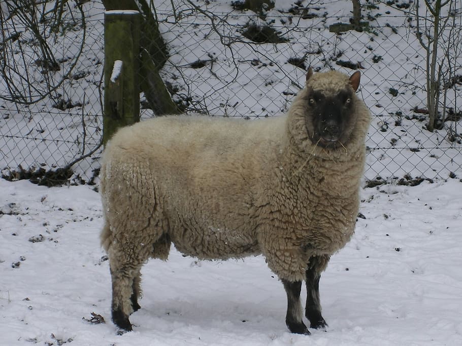 Sheep, Mammal, Lamb, winter, snow, cold temperature, weather HD wallpaper